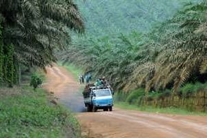 SIFCA produit 300000 tonnes d’huile par an avec ses plantations en Côte d’Ivoire et au Liberia. © Olivier/J.A.