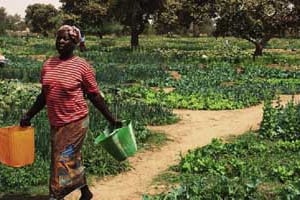 La nouvelle institution investira dans les PME agricoles africaines, comme ici au Niger. © Djibo Tagazza/JA