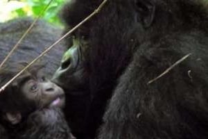 AU Rwanda, au moins 19 gorilles des montagnes sont nés depuis un an. © AFP