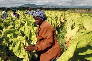 L’Afrique compte trois millions de cultivateurs de tabac. Leur production est exportée à 90%. © Philimon Bulawayo/Reuters