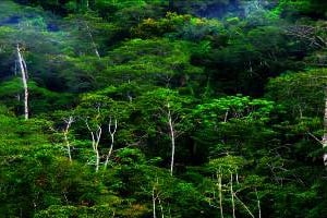 Carbon Essence annonce 5 millions d’hectares de forêts sous gestion. Mais la société reste encore assez mystérieuse. © Carbon Essence