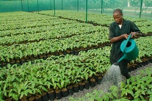 Plus de 800 000 plans de cacao ont été distribués aux agriculteurs ivoiriens. © Nestlé
