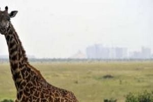 Une girafe du Nairobi National Park, à 7 km de la capitale kenyane, le 8 juin 2012. © Simon Maina/AFP