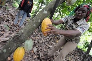 La récolte de cacao ivoirienne est notamment menacée par la pourriture brune, une maladie favorisée par des températures anormalement fraîches. © AFP