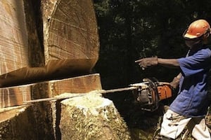 Le bois pèse pour 6% du PIB gabonais (hors-pétrole), et le secteur supporte environ 15 000 emplois directs et 5 000 emplois indirects. © AFP