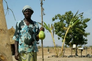 La faim rôde au Zimbabwe, frappé par la sécheresse © AFP