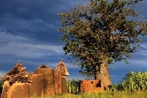 Un baobab surplombe un village traditionnel au Bénin. Le pays accueille actuellement 200 000 visiteurs par an. © AFP