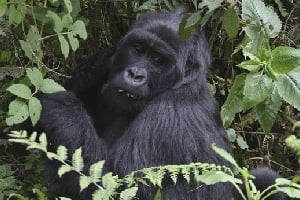 Sur les 800 gorilles des montagnes qui subsistent, le parc des Virunga en abrite 200. © AFP