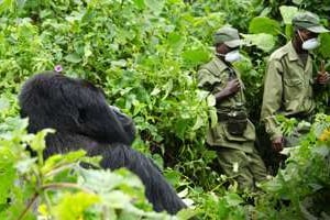 Les rangers congolais sont parmi les éléments les mieux entraînés du pays. © AFP