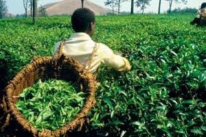 Récolte du thé dans le Kivu. © Van Coolen/Eureka/Slide Reporters/REA
