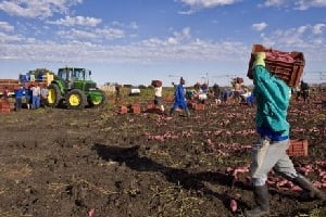 Environ 400 millions d’hectares de terres arables sont laissées à l’abandon en Afrique. © AFP