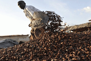 Sans financements, pas d’échanges commerciaux et donc plus d’exportations de produits agricoles (ici, du cacao). © AFP