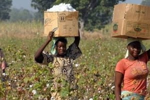 L’agriculture emploie 70% de la population camerounaise et représente environ 19,8% du PIB. © AFP