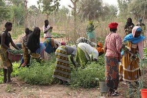 L’agriculture et la sécurité alimentaire sont au coeur du plan de développement du Niger. © Djibo Tagaza/JA