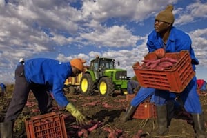 Les professionnels de Crédit Suisse souhaitent aussi lever des fonds auprès d’entreprises agro-industrielles actives en Afrique. © AFP