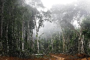 Au Gabon, le projet de fer de Belinga stagne en raison des inquiétudes sur les conséquences environnementales. © Laurent Sazy/Divergence