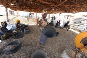 L’arachide, principal produit agricole du Sénégal © AFP