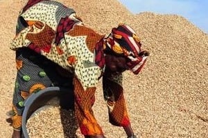 Une Sénégalaise trie des graines d’arachide. © AFP
