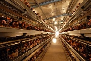 Agrisatch, filiale du béninois CDPA, utilisera les 10 millions d’euros prêtés par Proparco et BIO pour doubler sa production d’oeufs et de viande de volaille. © Proparco