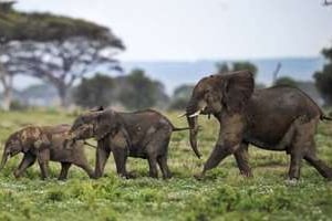 Des éléphants dans la réserve d’Amboseli, au Kenya, le 30 décembre 2012. © AFP