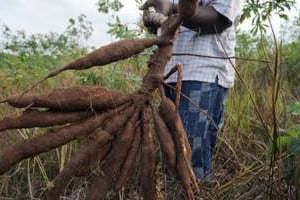 Des racines de Manioc au Nigeria. © Pius Utomi Ekpei/AFP
