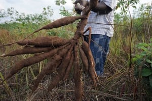 Le manioc: la plante des pauvres menacée en Afrique par un virus © AFP