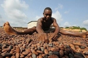 Avec une moyenne de 1,4 millions de tonnes par an, la Côte d’ivoire est le premier producteur de fèves de cacao. © Kambou Sia/AFP
