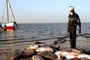 Le secteur de la pêche représente le quart du PIB de la Mauritanie. © Marie-Laure Josselin/AFP