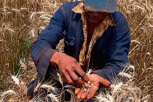 Champ de blé au Kenya. Si rien n’est fait pour améliorer la production agricole, le continent ne subviendra qu’à 13% de ses besoins alimentaires en 2050. © Trevor Snapp/Bloomberg/Getty Images