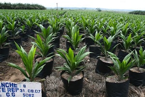 Une plantation d’huile de palme en Côte d’Ivoire. © AFP