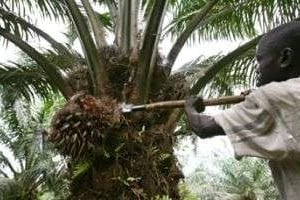 Un homme travaillant dans un champ de palmier à huile en Côte d’Ivoire. © AFP
