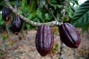 Avec plus des deux tiers de la production mondiale, l’Afrique reste la principale zone de production de cacao. © DR