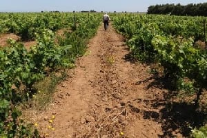 Maroc : le vin poursuit sa montée en gamme, malgré les tabous. © AFP