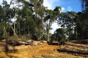 L’exploitation d’une forêt au Cameroun en 2007. © AFP
