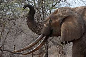 Au Kenya, 384 éléphants ont été abattus illégalement en 2012, et 289 l’année précédente. © ROBERTO SCHMIDT / AFP FILES / AFP