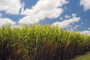 Dangote Sugar s’attend à ce que la consommation de sucre au Nigeria passe à 2,2 millions de tonnes en 2014 contre 1,2 million en 2012. DR