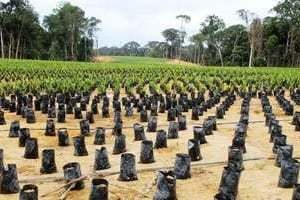 Une plantation de palmiers à l’huile, au Gabon. Olam a réalisé un chiffre d’affaires de 20,8 milliards de dollars pour l’année fiscale 2012-2013. © Xavier Bourgeois/AFP