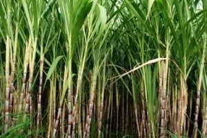 La demande nationale est estimée à 215 000 tonnes de sucre et les importations autorisées cette année s’élèvent à 203 000 tonnes. © RFI