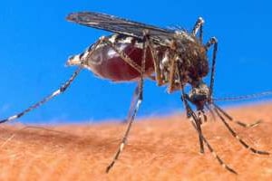 Le paludisme tue 660 000 Africains chaque année, pour l’essentiel des enfants de moins de 5 ans. © AFP
