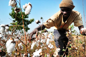 L’agriculture représente environ 15% du PIB de l’Afrique. © Issouf Sanogo/AFP