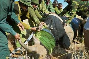 Une équipe du Kenya Wildlife Service aux petits soins pour un rhinocéros. © Carl de Souza/afp