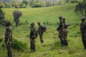 Des rebelles du M23 à Kanyarucinya, près de Goma, le 19 novembre 2012 dans l’Est de la RDC. © AFP