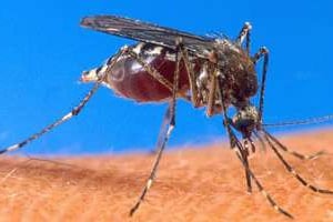 Le paludisme cause environ 660 000 morts en Afrique. © AFP
