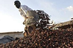 Une trentaine de personnes étaient visées pour détournements dans la filière café-cacao. © AFP