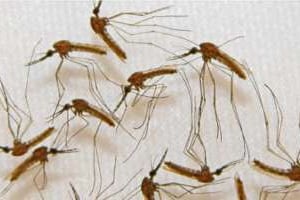 Des moustiques porteurs du paludisme. © AFP