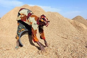 La filière arachide, l’un des piliers de l’économie sénégalaise, est en panne. © Seyllou/AFP