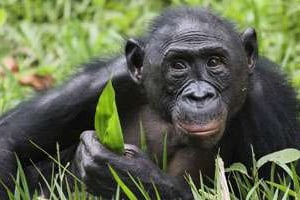 Le bonobo a 98% de gènes en commun avec l’humain. © Tanguy Dumortier / Biosphoto/AFP