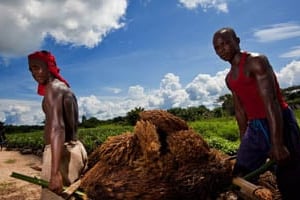 Au Bénin, le PAIA-VO devrait permettre l’installation de 2 500 jeunes agriculteurs. © Lokutu Oil Palm/Feronia