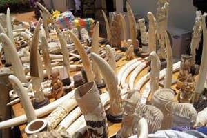 Quelque 700 kilos d’ivoire saisis le 6 août 2013 exhibés par la police à Lomé. © AFP