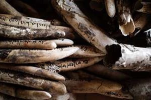 Des défenses en ivoire confisquées à des braconniers dans le parc naturel de Zakouma. © AFP